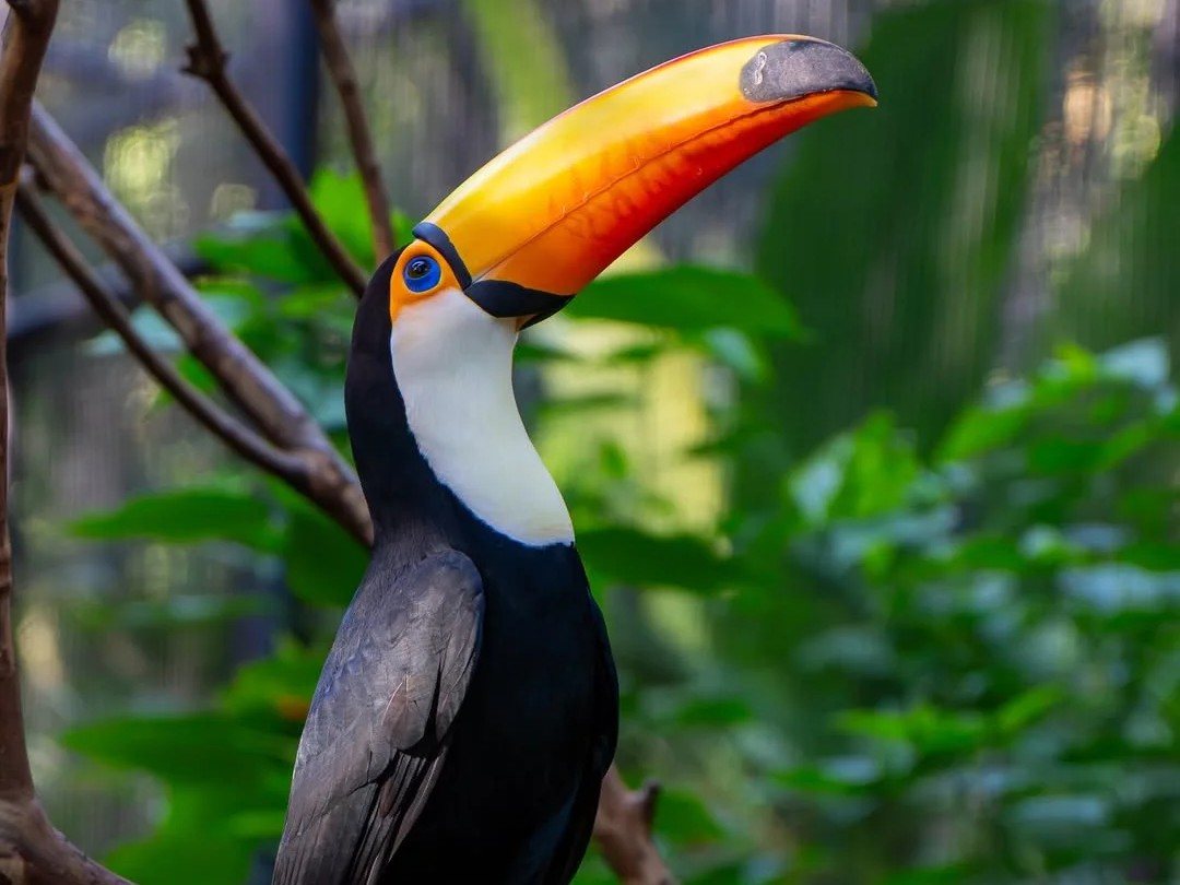 Parque das Aves — foto 1