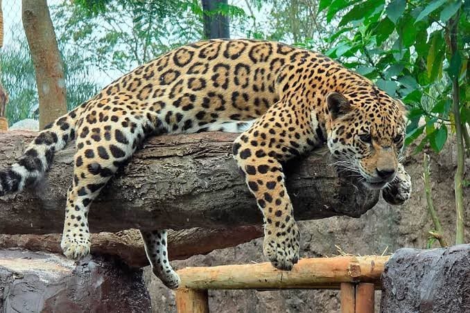 Sendero del Jaguareté — foto 1